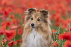 Sheltie Portrait