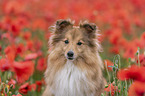 Sheltie Portrait