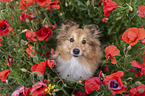 Sheltie Portrait