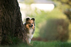 sitting Sheltie