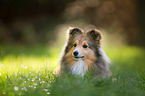 lying Sheltie