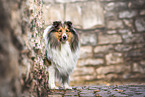 Sheltie