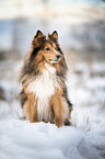 sitting Sheltie