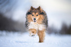 running Sheltie