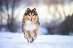running Sheltie
