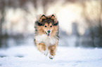 jumping Sheltie