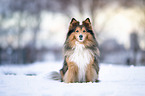 sitting Sheltie