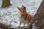 standing Sheltie