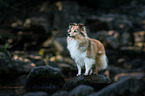standing Sheltie