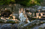 sitting Sheltie