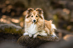 lying Sheltie