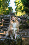 sitting Sheltie