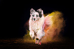 Sheltie with holi powder