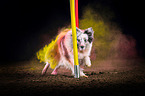 Sheltie with holi powder