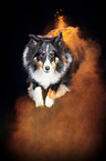 Sheltie with holi powder