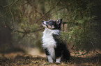 Sheltie Puppy