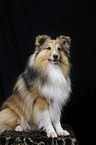 sitting Sheltie