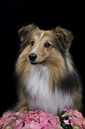 Sheltie Portrait