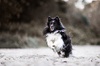 Sheltie at the beach