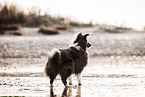 Sheltie at shore