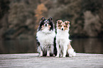 2 Shelties