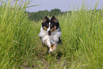 tricolor Sheltie