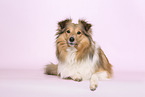 female Sheltie