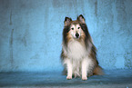 female Sheltie