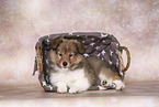 Sheltie Puppy