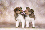 2 Sheltie Puppies