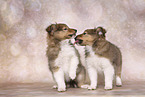 2 Sheltie Puppies