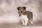 Sheltie Puppy