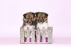 2 Sheltie Puppies