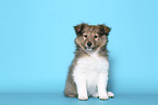 Sheltie Puppy