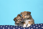 2 Sheltie Puppies