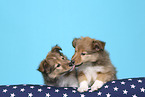 2 Sheltie Puppies