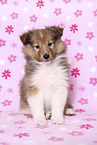 Sheltie Puppy