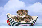 4 Sheltie Puppies