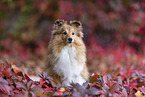 female Sheltie