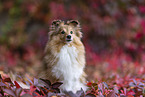 female Sheltie