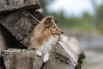 female Sheltie