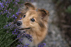 female Sheltie