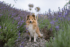 female Sheltie