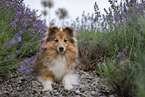 female Sheltie