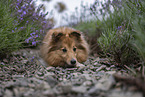 female Sheltie