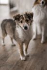 Sheltie Puppy