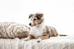 Sheltie Puppy