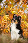 adult Sheltie
