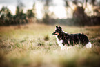 adult Sheltie
