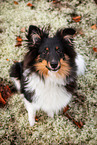 adult Sheltie